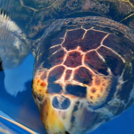 Lampedusa Hotel 3* Lampedusa